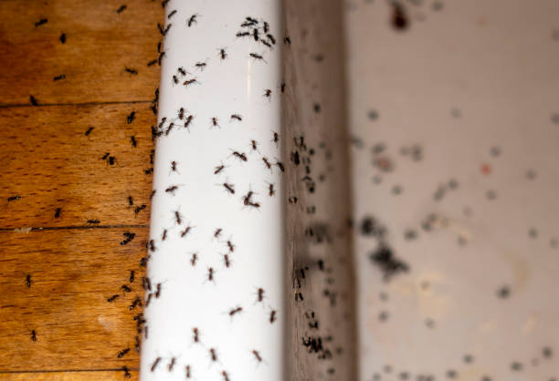 Wildlife Control Services in Willacoochee, GA