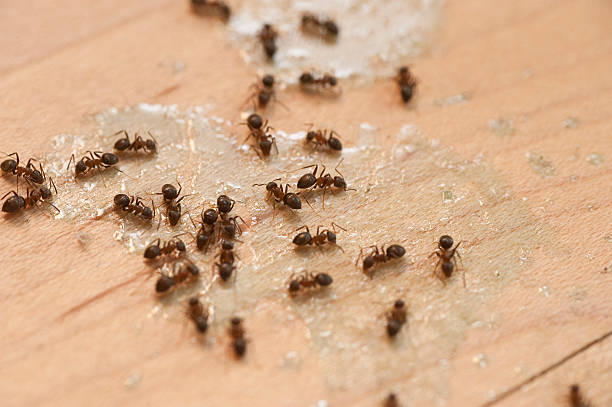 Best Pest Removal Services  in Willacoochee, GA