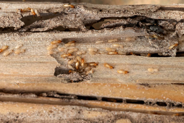 Best Affordable Exterminators  in Willacoochee, GA